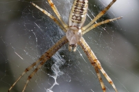 L'Argiope frelon ou Argiope fascie. Une femelle immature (Araneae - Araneidae - Argiope bruennichi)